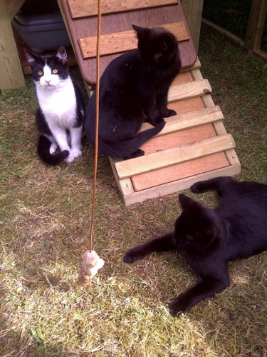 Three feral black and black-and-white cats in a barn home