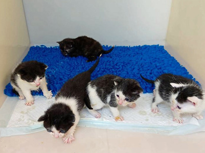 four black-and-white kittens and one tortoiseshell kitten in a cat pen