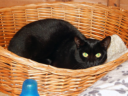 black cat in wicker basket