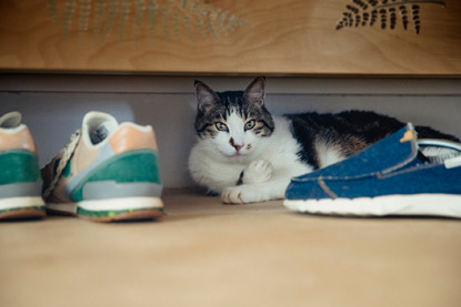 white and tabby cat under bed