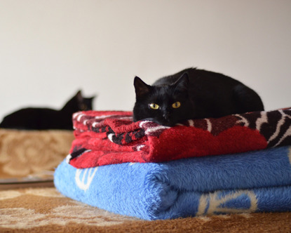 black cat lying on pile of blankets