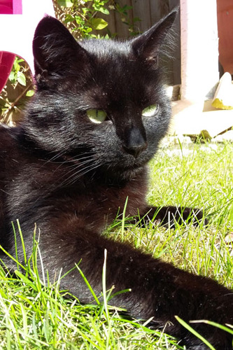 black cat sunbathing in the garden