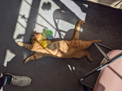ginger cat stretched out in a sunny patch on the floor