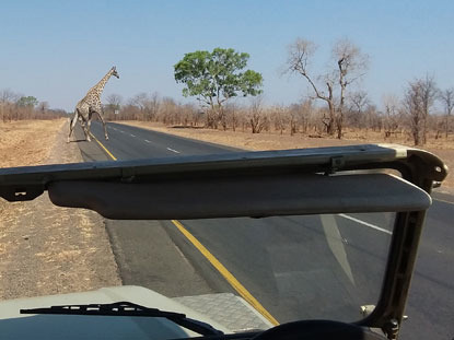 view from a jeep of a giraffe crossing the road