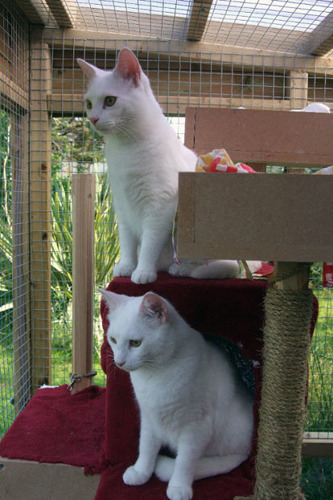 two white cats on cat tree in outdoor pen