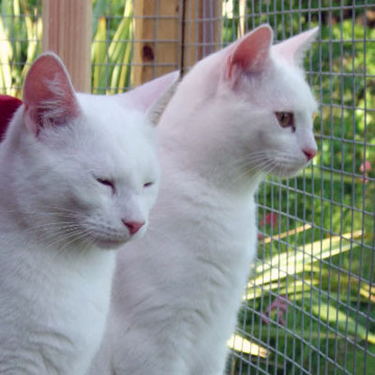 two white cats in outdoor pen