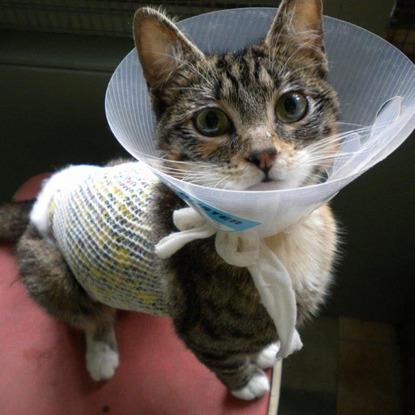 tabby kitten in cone collar