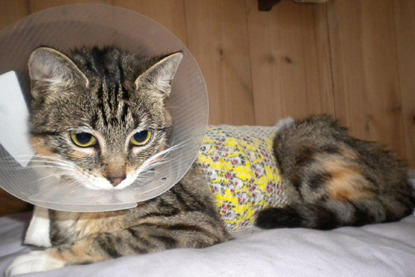 tabby kitten in cone collar and medical vest