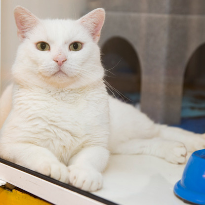 white cat in adoption centre cat pen