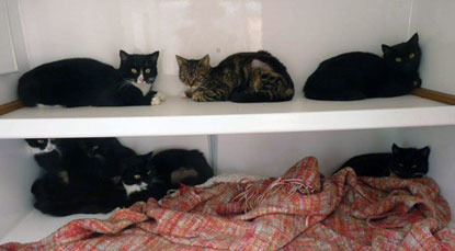 black and white cats on shelving unit