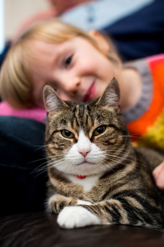 tabby and white cat on sofa with young girl