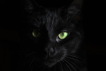 black cat with green eyes in shadow