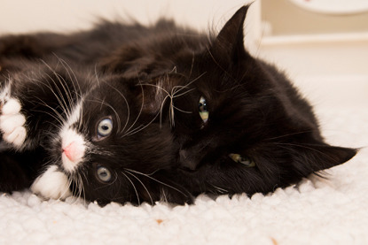 black mum cat with black and white kitten