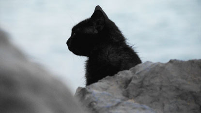 black cat in front of a rock