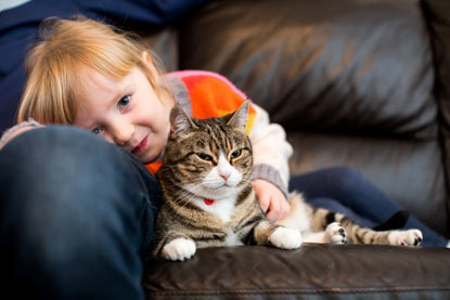 tabby and white cat lying on leather sofa with blonde young girl