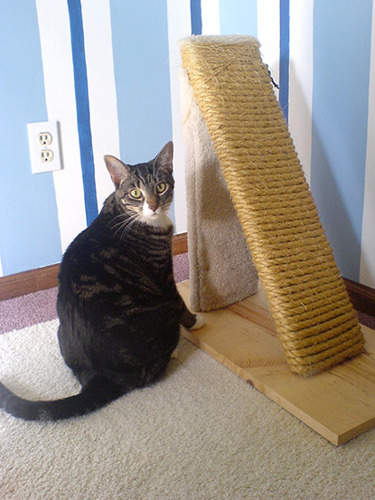 tabby cat sitting next to homemade scratch post