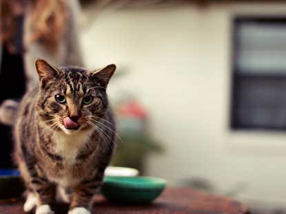 tabby cat licking lips and walking away from food bowl