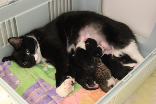 black and white cat nursing litter of kittens