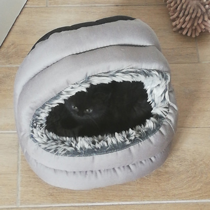 tiny black kitten inside cosy grey cat bed