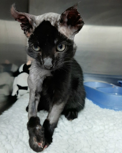 Black cat with badly burned skin and fur