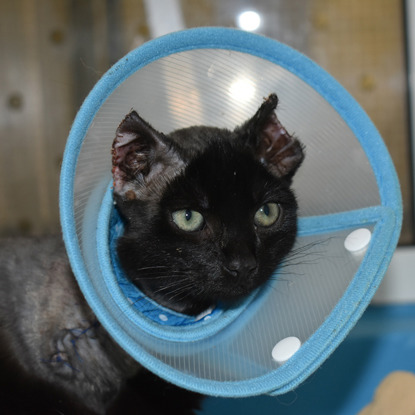 black cat wearing cone collar with burned ears