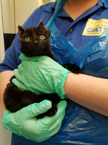 black cat with injured ears held by Cats Protection volunteer