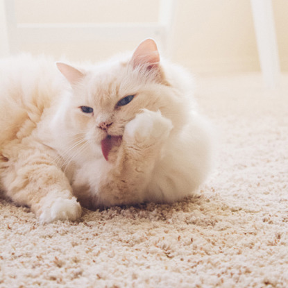 white longhaired cat licking its paw