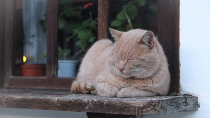 ginger cat asleep on wooden windowsill