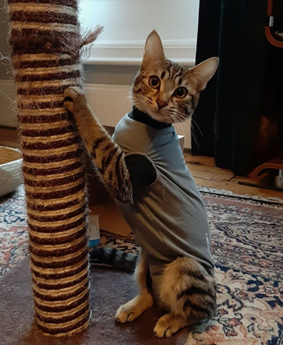 tabby cat wearing vest and scratching scratch post