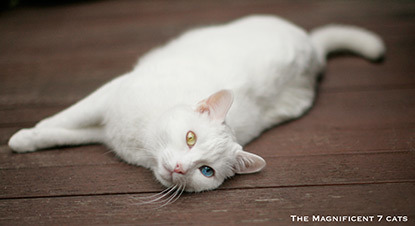 White cat lying on wooden decking