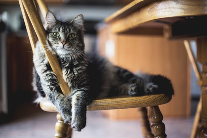 grey longhaired tabby cat sitting on wooden chair