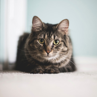 brown tabby cat sitting on the floor