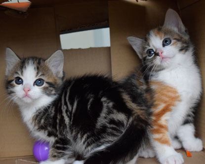 two kittens playing in a cardboard box