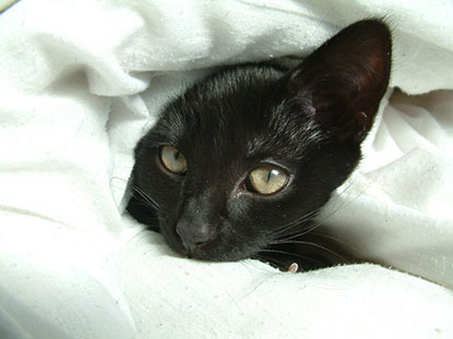 black kitten hiding in white duvet