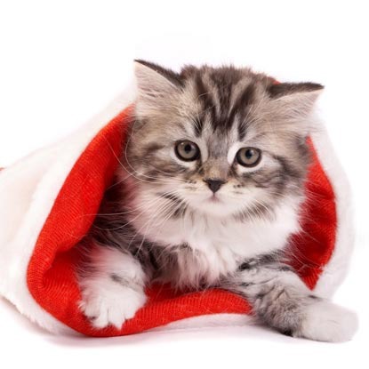 tabby kitten in Santa red hat