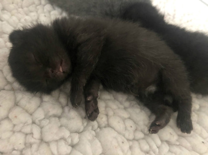 tiny black kitten sleeping on fleece blanket