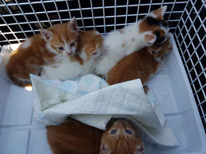 ginger and white kittens in cat basket