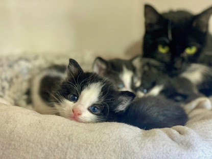 black-and-white kitten with littermates and mother cat
