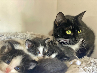black-and-white mother cat with litter of black-and-white kittens