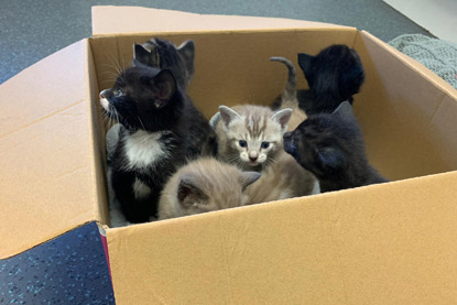 black-and-white kittens and grey-and-white kittens in cardboard box