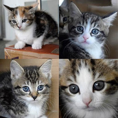 collage of four tabby and white kittens