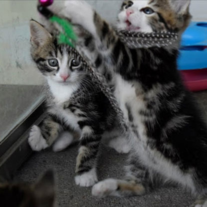 two tabby kittens playing with fishing rod toys