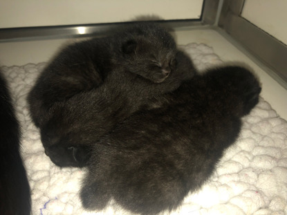 litter of black kittens asleep on fleece blanket