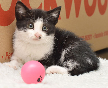 black and white kitten with a pink ball