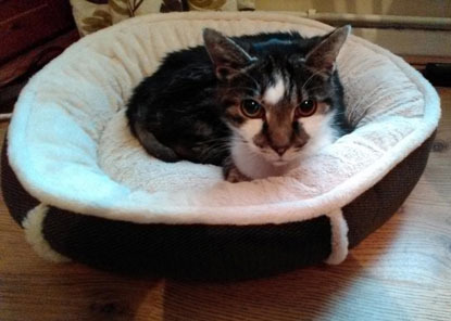 tabby and white cat in fleecy cat bed