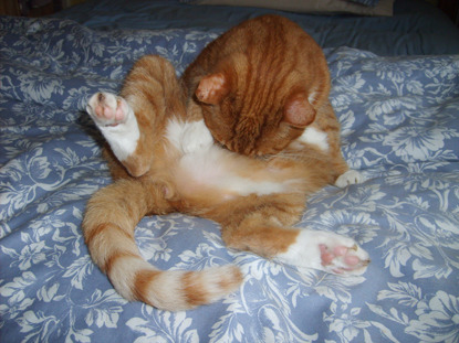 ginger cat grooming his tummy