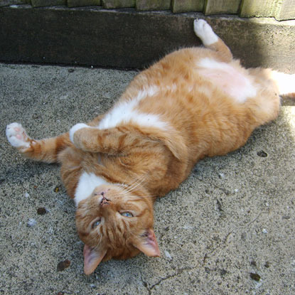 ginger cat lying on back on patio
