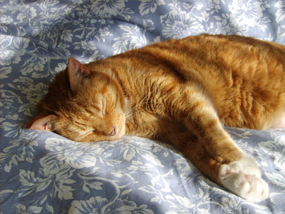 elderly ginger cat sleeping in the sun on bed