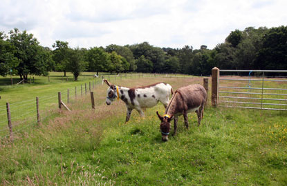 white donkey and brown donkey in a grassy field