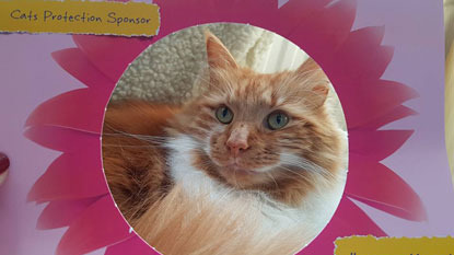 ginger and white longhaired cat in Cats Protection's flower photo frame
